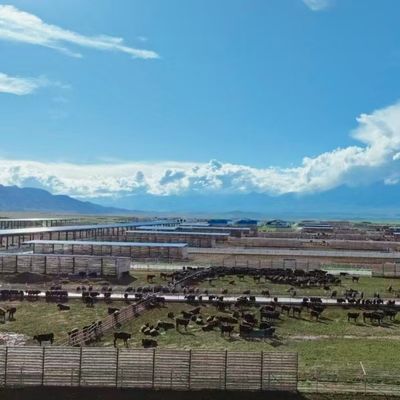 亜鉛メッキ鋼牛舎（乳牛・肉牛用）20年以上の寿命