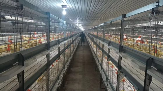 鳥類,層,繁殖農場のための家禽屋 断熱パネルと換気システムを持つ製鉄構造