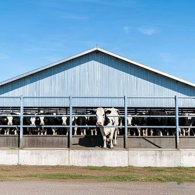 プリファブリックビルド 鶏屋 鋼筋構造 鶏場 鶏場 牛棚用鋼筋建築枠