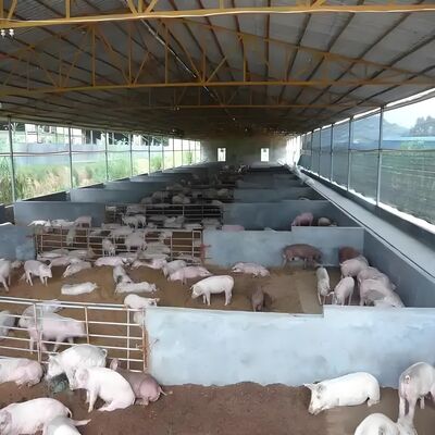 プリファブリックビルド 鶏屋 鋼筋構造 鶏場 鶏場 牛棚用鋼筋建築枠