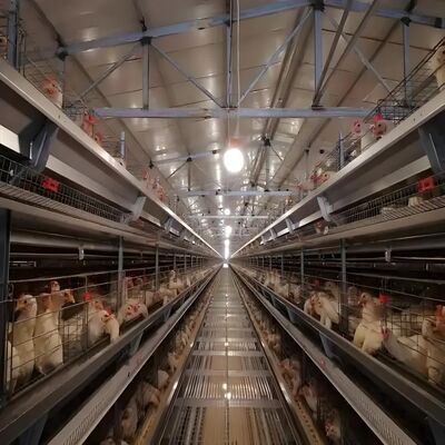 プリファブリックビルド 鶏屋 鋼筋構造 鶏場 鶏場 牛棚用鋼筋建築枠