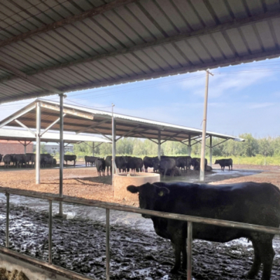 カスタム牛棚 鉄鋼構造 プリファブ 牛飼料 牛乳農場 建物 鉄鋼